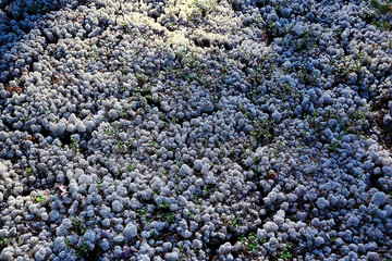 lichen moss texture background, nature abstract old stone