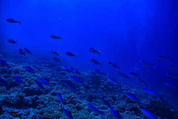 flock of fish in the sea background underwater view