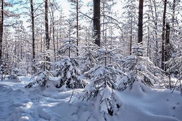 sunny view in winter forest, sun landscape nature