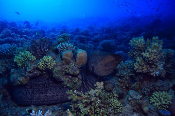 moray eel under water, nature photo wild snake predator marine in the ocean