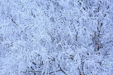 branches covered with frost background abstract winter december view
