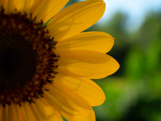 Naklejka premium Sunflower