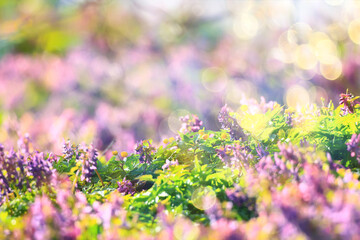 glare sun bokeh background wild spring flowers