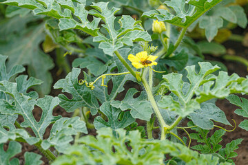 Blooming watermelon plant in the ground. Flower with bee insect. Close-up macro. - obrazy, fototapety, plakaty