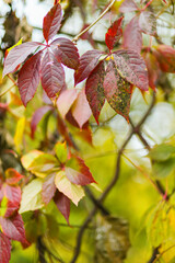 Red and green leaves of Parthenoc ssus quinquefolia Virginia creeper . Multicolored leaves of wild...