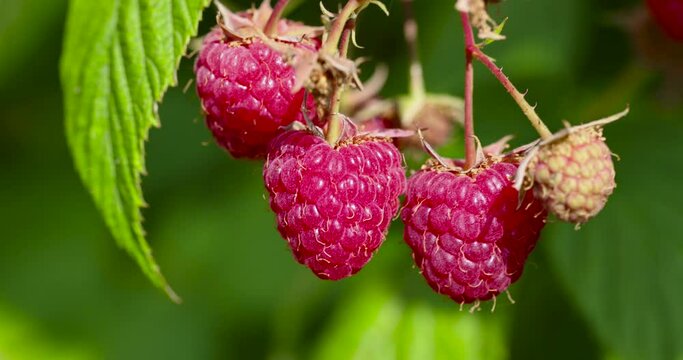 Green raspberries in windy weather in the garden, windy weather shakes raspberries in the summer season