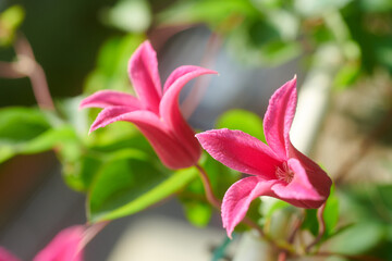 クレマチス　プリンセス・ダイアナ