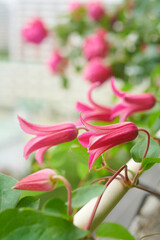 クレマチス　プリンセス・ダイアナ