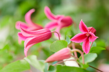 クレマチス　プリンセス・ダイアナ