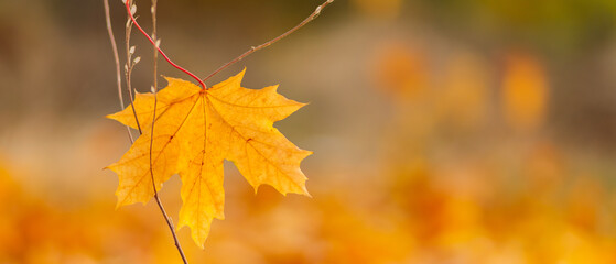 Yellow maple leaves lie on the ground, close-up. Autumn background with fallen maple leaves. Copy space