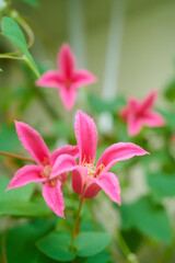 クレマチス　プリンセス・ダイアナ