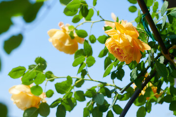 薔薇　ゴールデン・セレブレーション