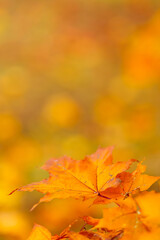Autumn leaves. Colorful autumn maple leaves on a tree branch. Selective focus. Copy space