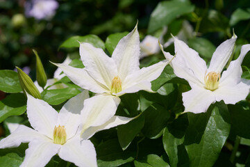 クレマチス　ロコーコラ