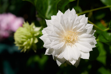 クレマチス　ダッチェス・オブ・エジンバラ