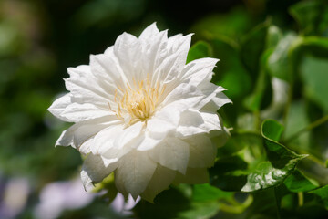 クレマチス　ダッチェス・オブ・エジンバラ