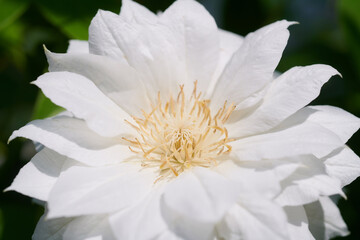 クレマチス　ダッチェス・オブ・エジンバラ