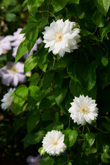 クレマチス　ダッチェス・オブ・エジンバラ