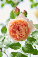 薔薇　アンブリッジローズ