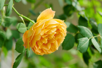 薔薇　ゴールデン・セレブレーション