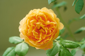 薔薇　ゴールデン・セレブレーション