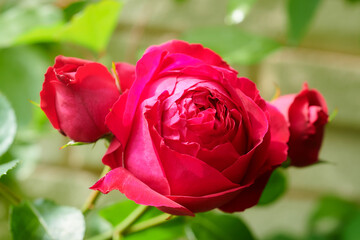 薔薇　ルージュ・ピエール・ドゥ・ロンサール