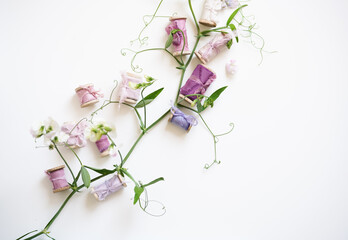 Silky pink, purple, magenta thin ribbons on a wooden roll next to a branch of lathyrus flowers. Festive decor for a wedding and a composition of silk ribbons on a light background