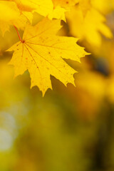 Yellow maple leaves on a blurred background. Autumn season. Copy space