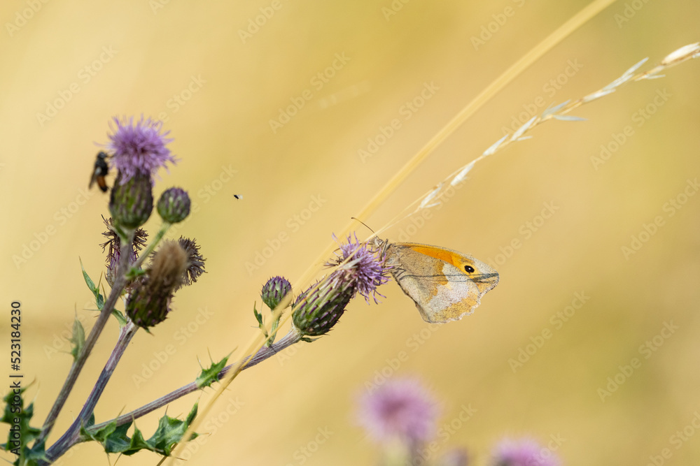 Wall mural Meadow Brown butterfly (Maniola jurtina) a flower