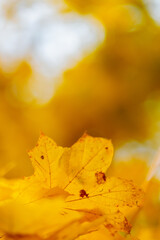 Maple leaves on a blurred background. Autumn golden maple leaves on branch. Copy space