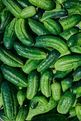 Close up of fresh organic green cucumbers.
