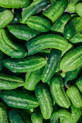 Close up of fresh organic green cucumbers.