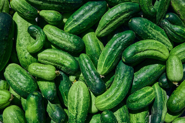Close up of fresh organic green cucumbers.