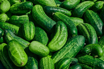 Close up of fresh organic green cucumbers.