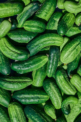 Close up of fresh organic green cucumbers.