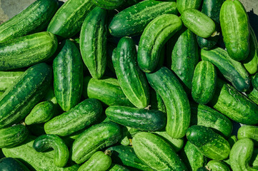 Close up of fresh organic green cucumbers.
