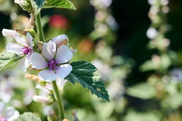 Wild flower Althaea officinalis in the garden.