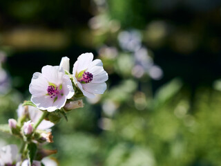 Wild flower Althaea officinalis in the garden.