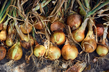 Vegetable background from organic onions.