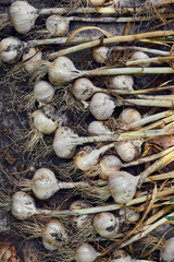 Vegetable background from organic garlic.