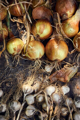 Vegetable background from organic garlic and onions.