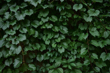 Background of fresh green leaves.