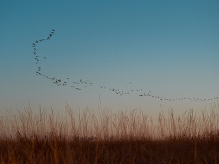 A flock cormorants flying during sunrise on Kinburn Spit,  Mykolaiv Oblast, Ukraine.