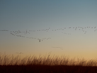 Obraz premium A flock cormorants flying during sunrise on Kinburn Spit, Mykolaiv Oblast, Ukraine.