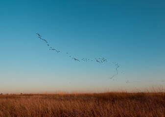A flock cormorants flying during sunrise on Kinburn Spit,  Mykolaiv Oblast, Ukraine.