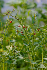 Larvae of the Colorado potato beetle on potato bushes. Potato pest on the branches