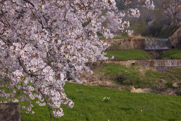 芦屋川と満開の桜