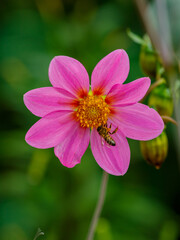 Obraz premium Bee on the flower of the annual dahlia close-up
