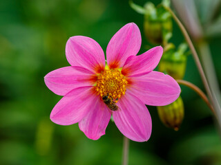 Bee on the flower of the annual dahlia close-up