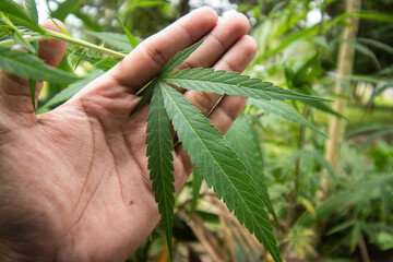cannabis green leaf or marijuana or ganja or hemp, drug plant use for relax and nature herb medicine use in medical